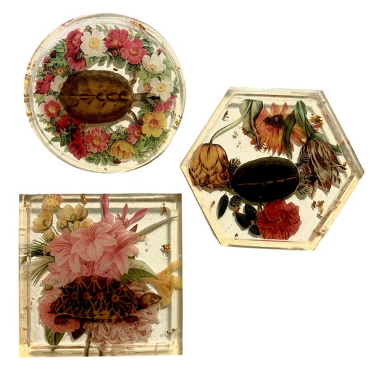 Turtle Turtle! - Set of 3 Coasters